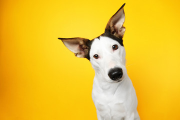Grappige Andalusische ratonero hond op gele achtergrond