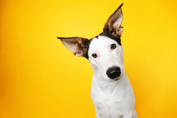 Foto op Plexiglas Grappige Andalusische ratonero hond op gele achtergrond © Africa Studio