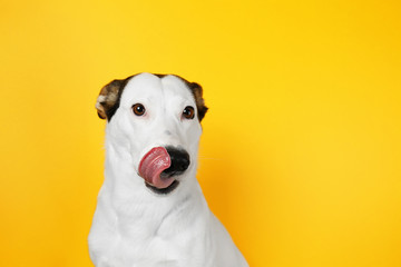 Funny Andalusian ratonero dog on yellow background