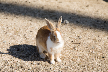 Cute rabbits in rabbit island