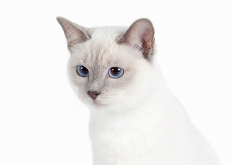 Cat. Thai kitten on white background