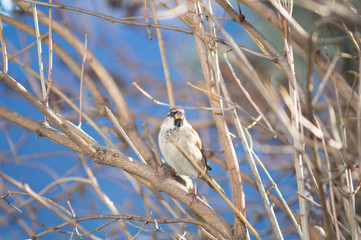 sparrow on a branch of tree at the manger.