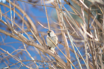 sparrow on a branch of tree at the manger.