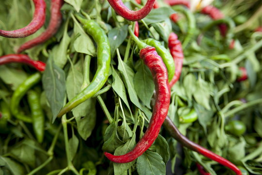 Red and green chili peppers, Capsicum pubescens, on sale in food market in Pienza, Tuscany
