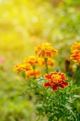 flower in soft and warm light.