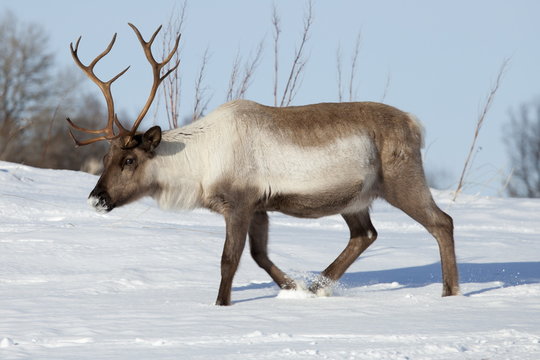 Reindeer roaming in the snow in arctic landscape at Kval�&iquest;ysletta, Kvaloya Island, Tromso in Arctic Circle Northern Norway