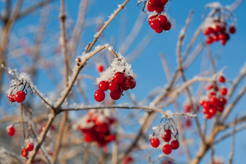 Frosty winter. Christmas. Cold - twenty-five degrees Celsius below zero. Red viburnum berries covered with needles of frost. Background.