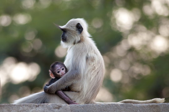 Indian Langur monkeys, Presbytis entellus, female and baby in Ranthambore National Park, Rajasthan