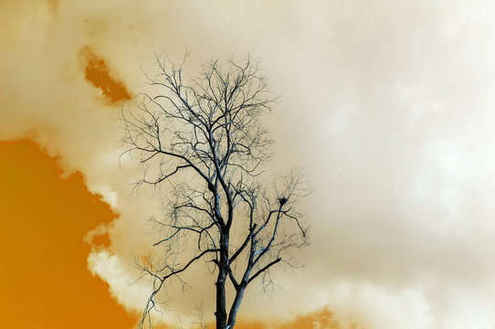 Dried tree with clouds