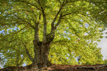 el bosque de cobre en el valle del Genal, Málaga