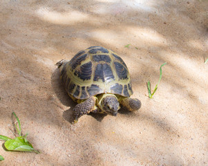 turtle crawling on sand outdoors in the wild