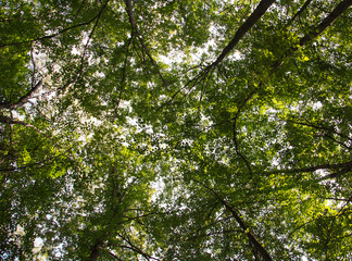 The trees are green day beautiful sunny