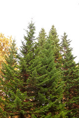 Evergreen trees on a background of yellow deciduous trees
