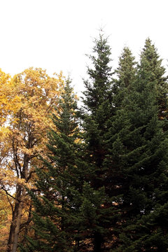 Deciduous and coniferous trees in the autumn forest
