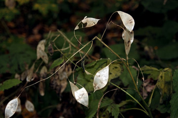 Dry white flowers in the autumn forest
