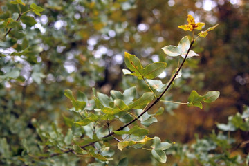 Tree branch with the green leaves
