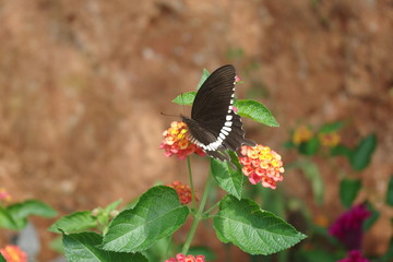 Butterflies in the garden