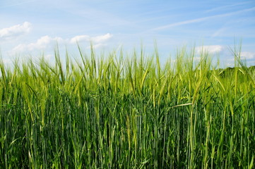 junge hellgrüne Gerstenähren im Frühling
