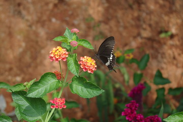 A beautiful butterfly