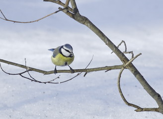 Blue tit on a branch. 