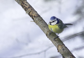 Blue tit on a branch. 