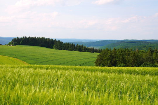grüne Frühlingslandschaft im Hunsrück in der Nähe von Starkenburg an der Mosel

