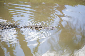 Nile crocodile feeding on the remains of an antelope in a muddy river in africa