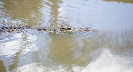 Nile crocodile feeding on the remains of an antelope in a muddy river in africa
