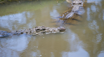 Nile crocodile feeding on the remains of an antelope in a muddy river in africa