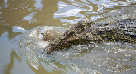 Nile crocodile feeding on meat in a river in africa