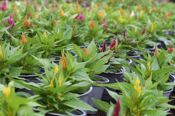 Colorful Cockscomb flowers