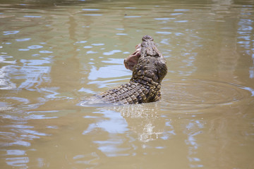 Nile crocodile feeding on the remains of an antelope in a muddy river in africa