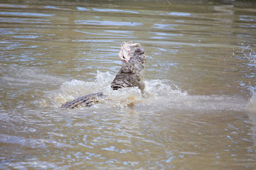 Fototapeta premium Nile crocodile feeding on the remains of an antelope in a muddy river in africa