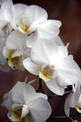 Naklejka na ściany i meble Flowers / Branch of a beautiful white orchid