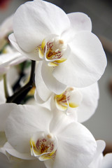 Naklejka na ściany i meble White orchids / Branch of a beautiful orchid