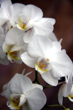 Flowers / Branch of a beautiful white orchid