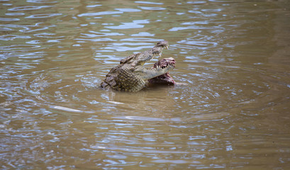Nile crocodile feeding on the remains of an antelope in a muddy river in africa