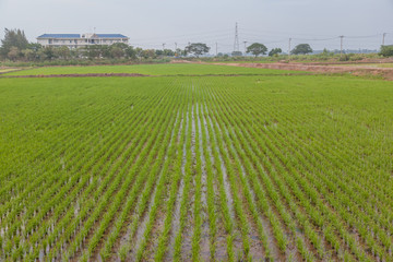 Fototapeta na wymiar Landscape of green paddy field rice farm, Thailand