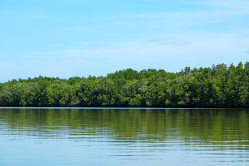 Fototapeta premium Mangrove forest on the river.