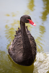 Close up image of a black swan