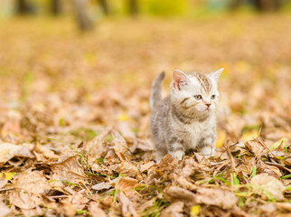 Naklejka na ściany i meble Tabby kitten walking in autumn park