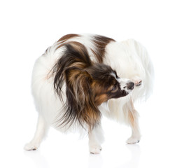 Papillon puppy scratching. isolated on white background