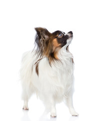 Papillon puppy looking up. isolated on white background