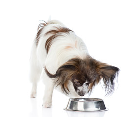 Papillon puppy eating food from dish. isolated on white background