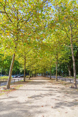Yellow autumn trees along sand road in Nijmegen, The Netherlands