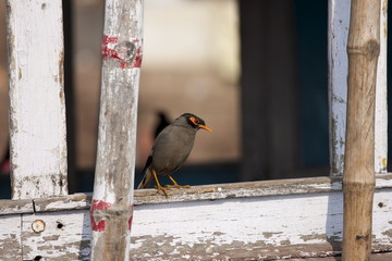 Indian Myna bird, Acridotheres tristis, perched in window overlooking  the Ghats in city of Varanasi