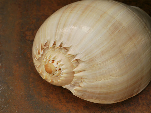 Seeschnecke -Voluta Melocorona- auf einem Holzbrett