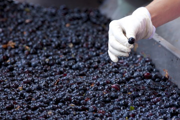 Ripened Brunello grapes, Sangiovese, being harvested at the wine estate of La Fornace at Montalcino in Val D'Orcia, Tuscany