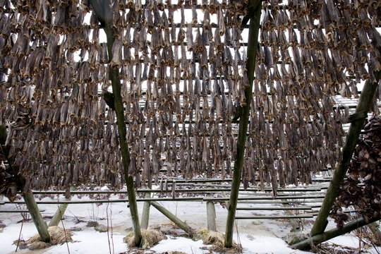 Stockfish cod drying on traditional racks, hjell, in the Arctic Circle on the island of Ringvassoya in region of Tromso, Northern Norway