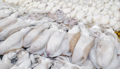 Squid and Seafood for sale at fresh food in market.